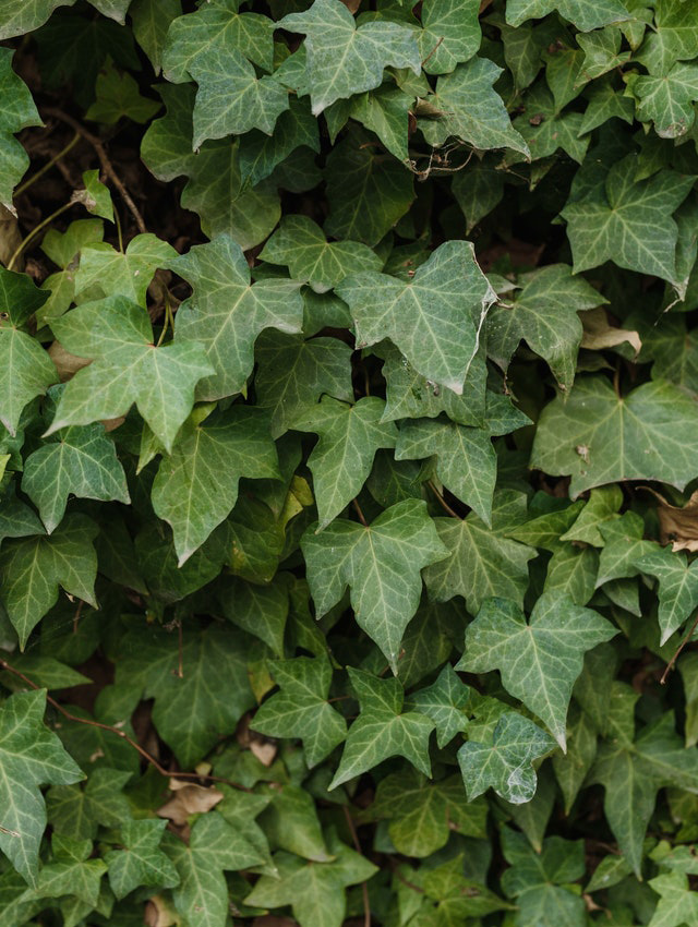 Hedera helix plant