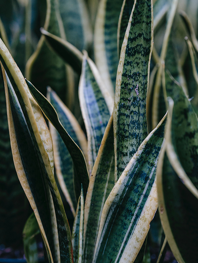 Sanseveria plant